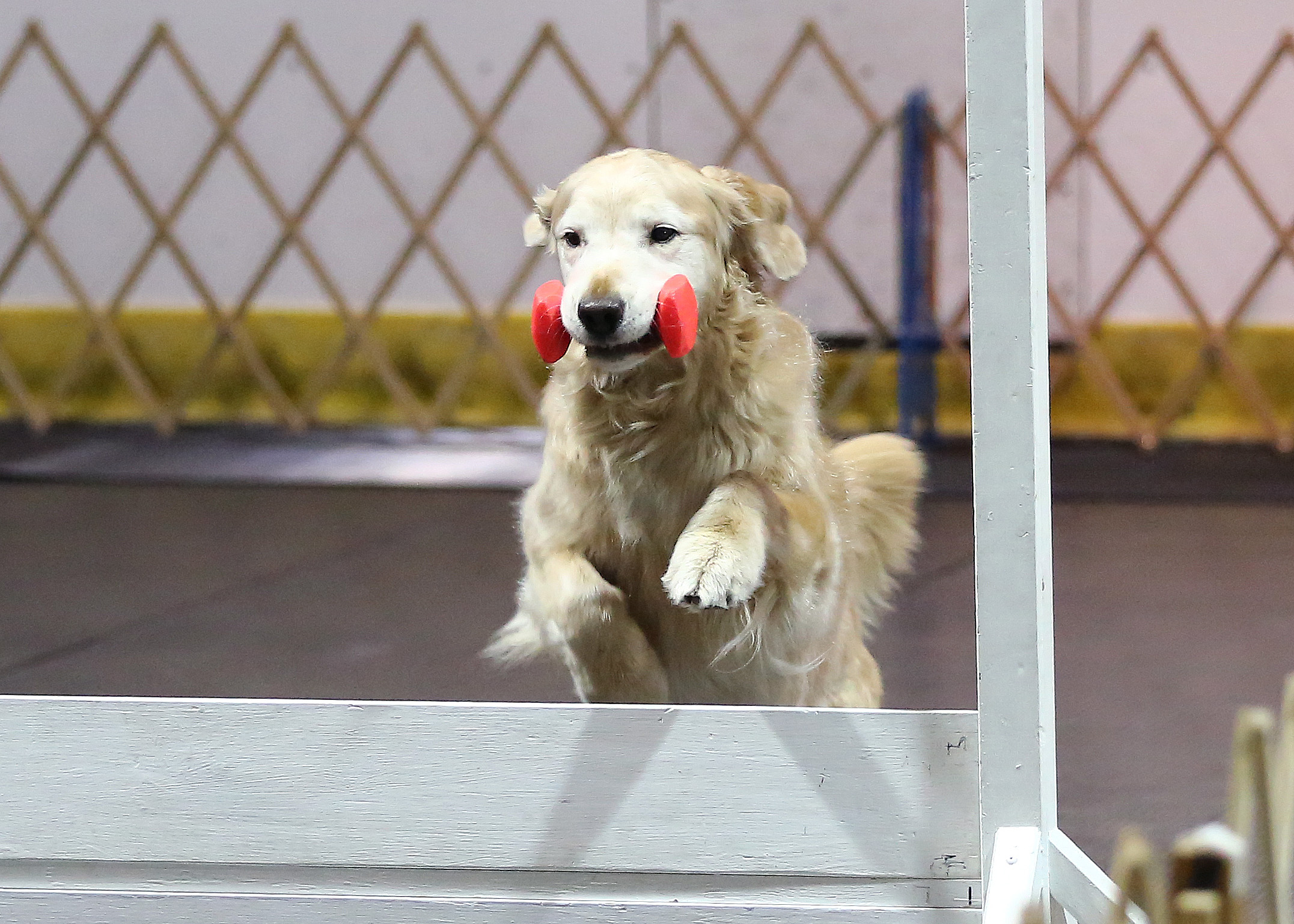 Image illustrant l'article: Le dressage canin à son meilleur