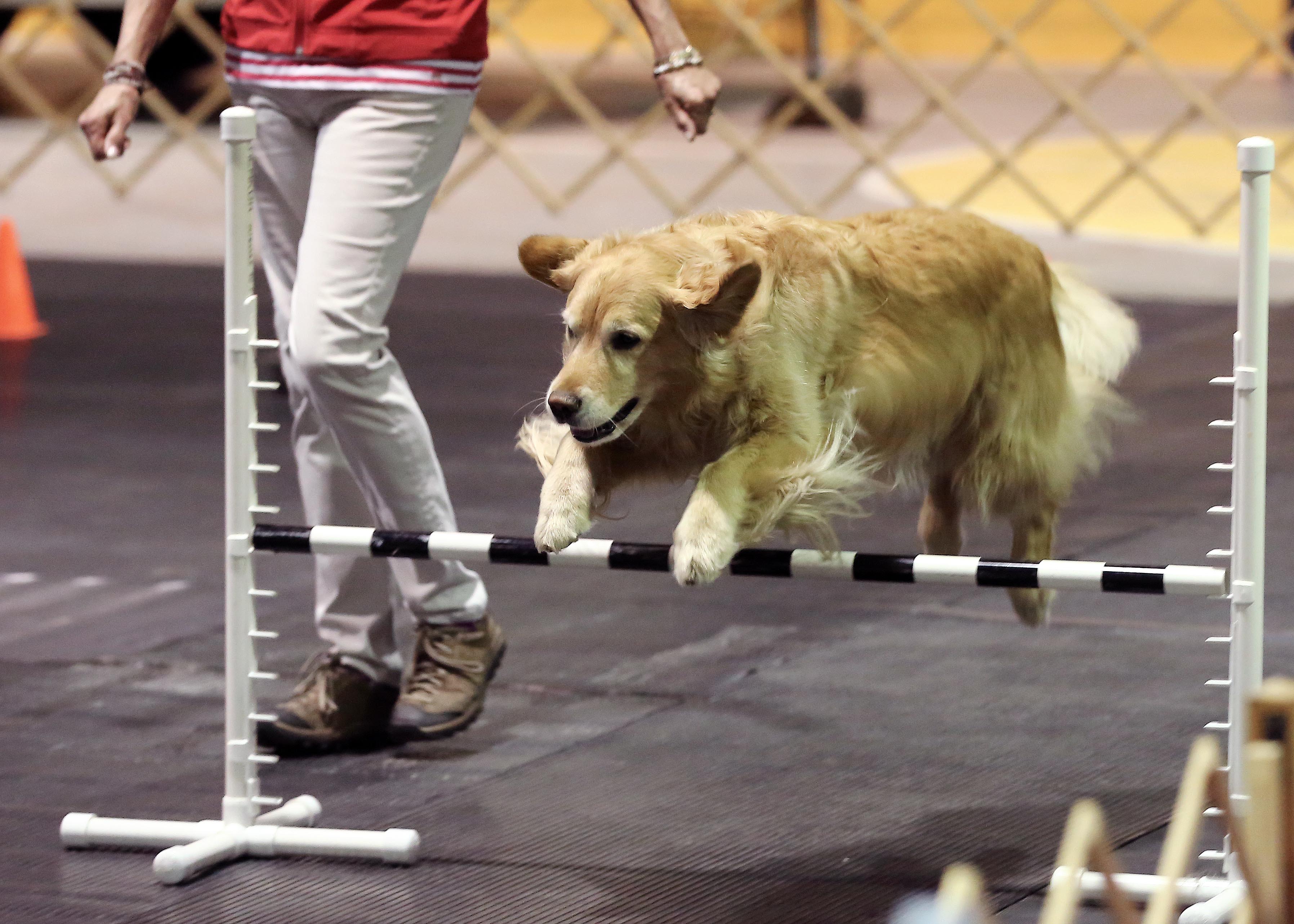 Image illustrant l'article: L’apanage de l’obéissance canine