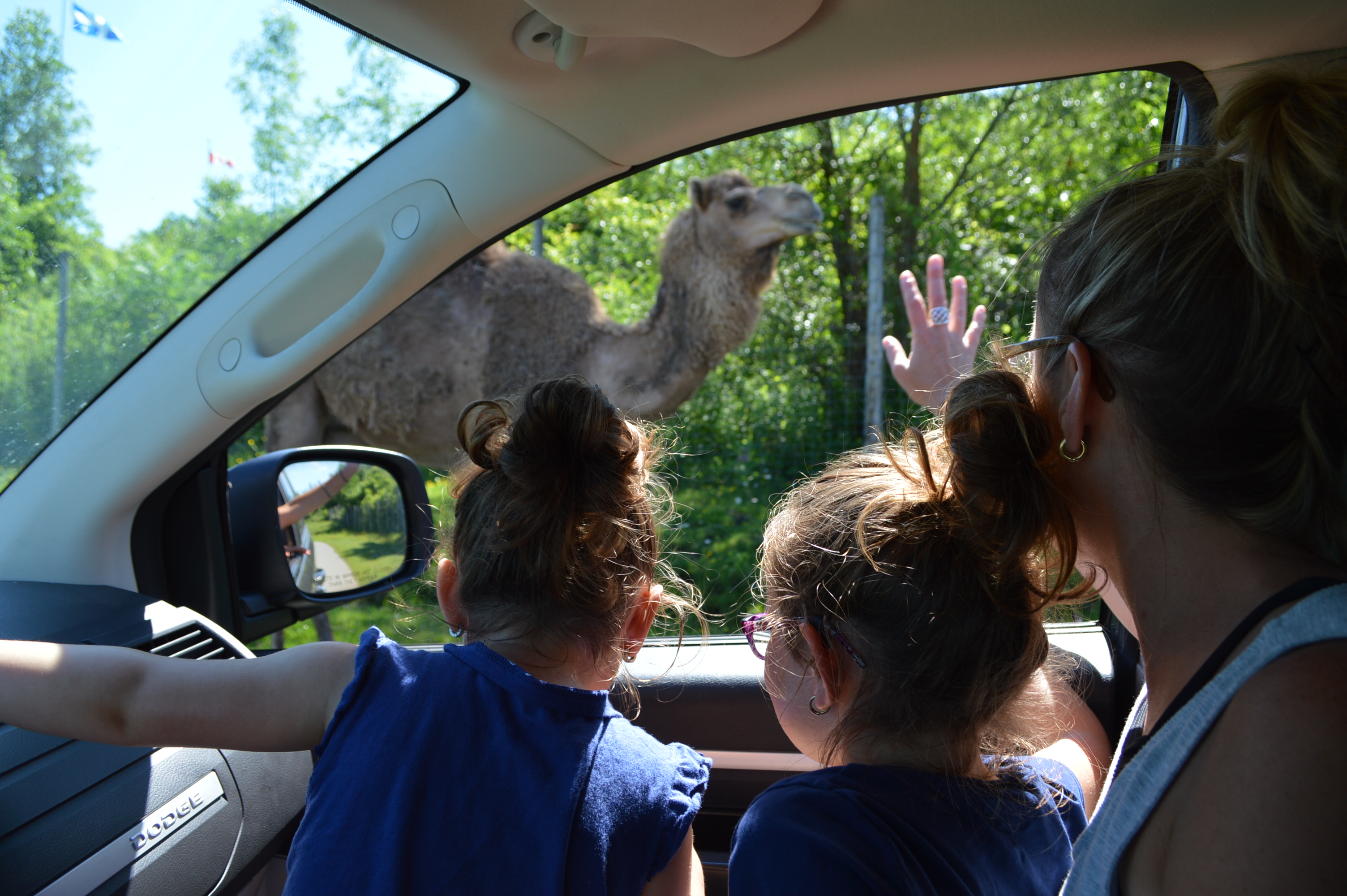 Image illustrant l'article: Une sortie familiale réussie au Parc Safari