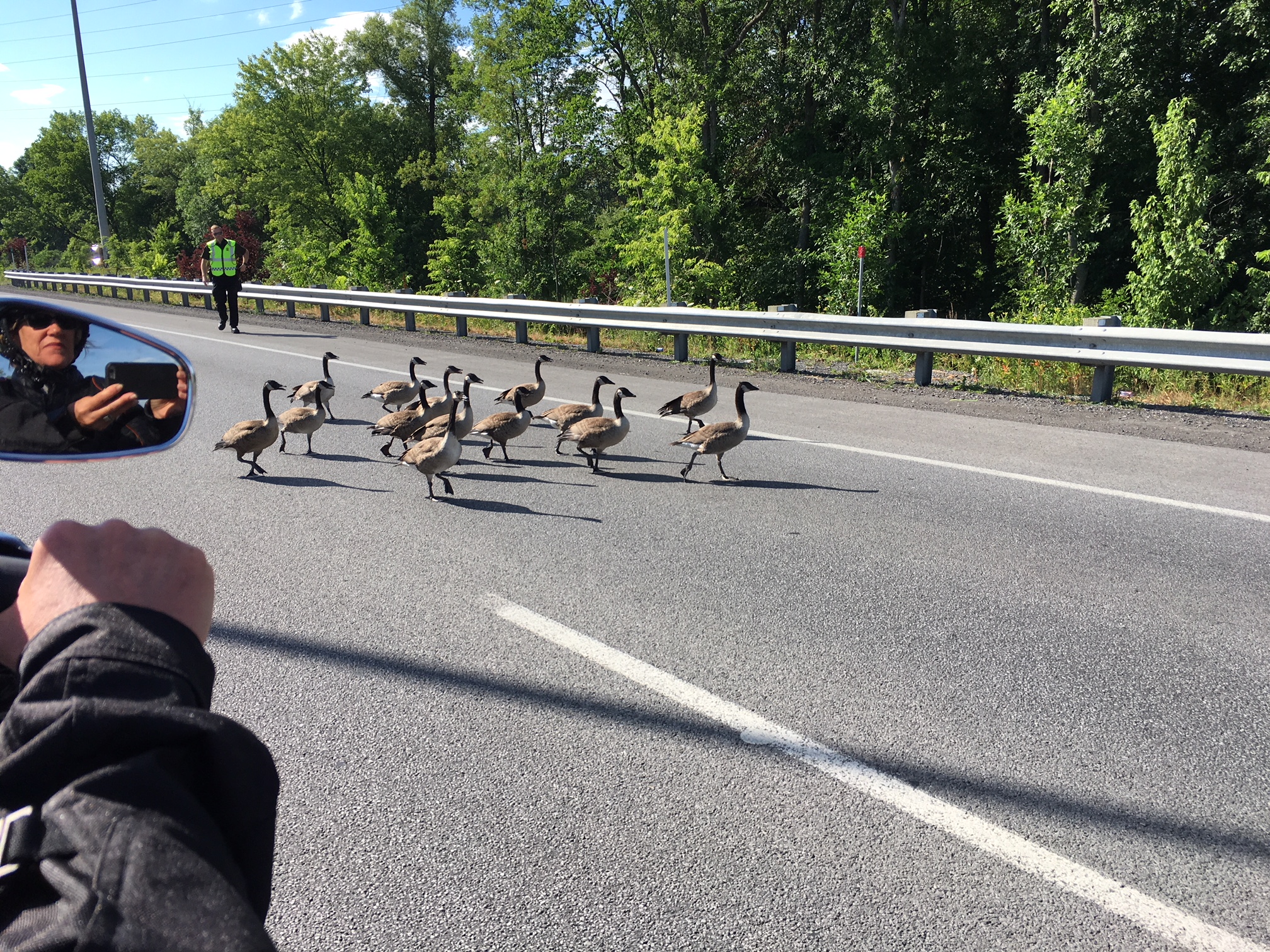 Le pont Mgr-Langlois bloqué par des outardes