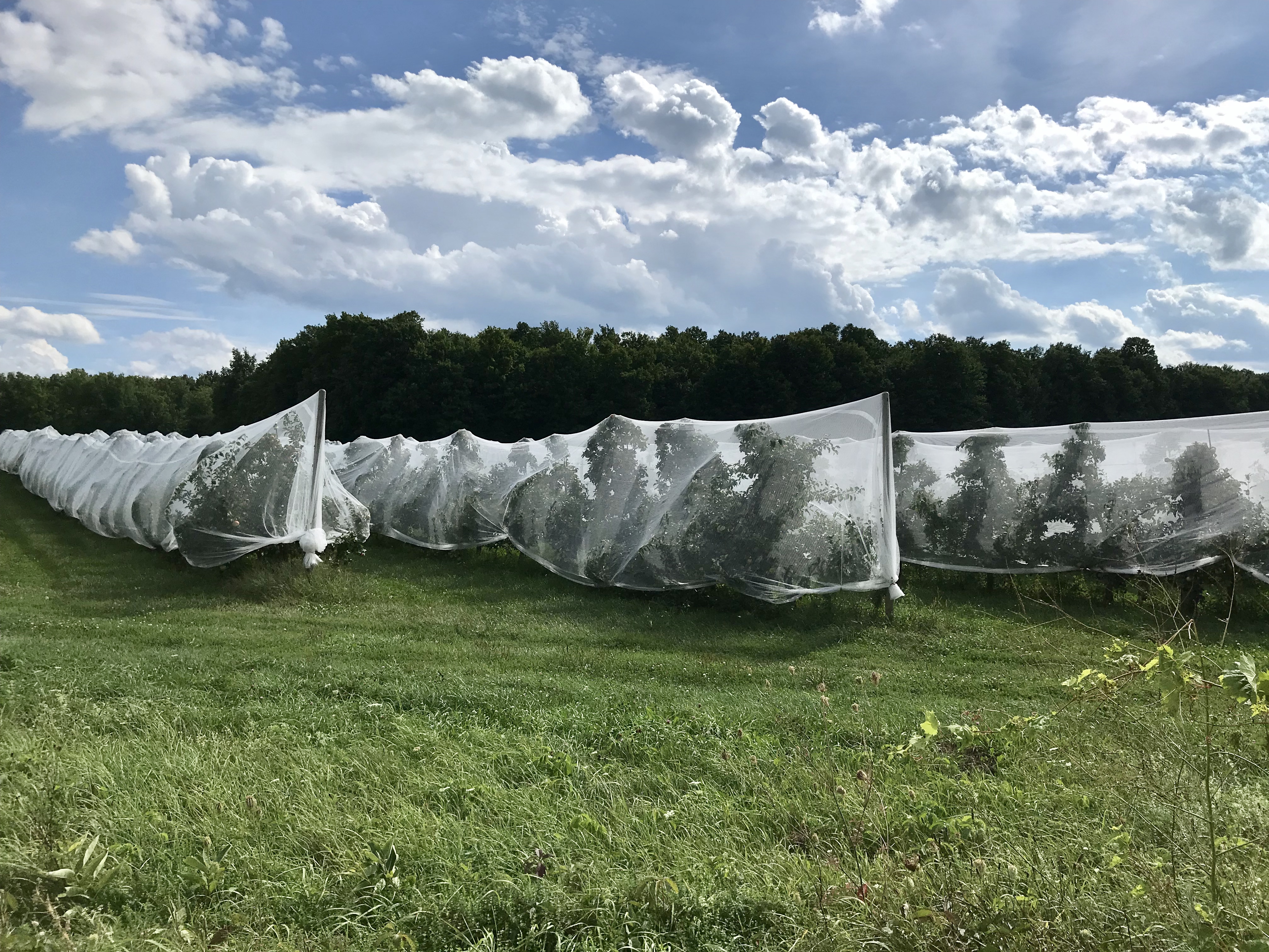 Image illustrant l'article: Nets installed to protect precious fruits