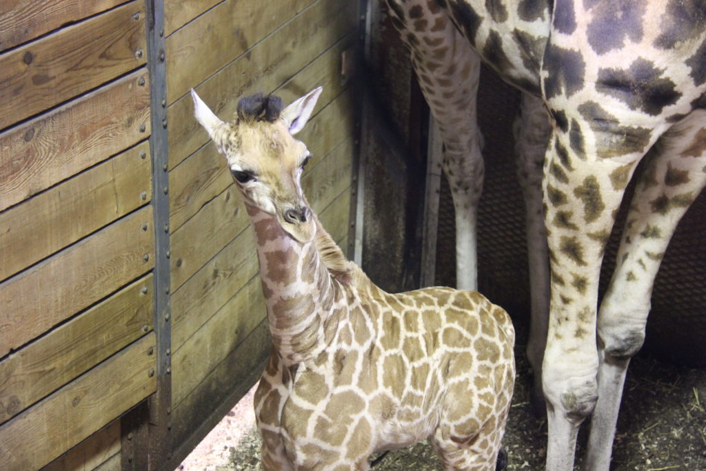 Un girafon voit le jour au Parc Safari