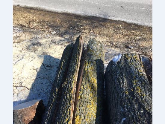 Image illustrant l'article: Neuf arbres en moins sur l’avenue du Centenaire