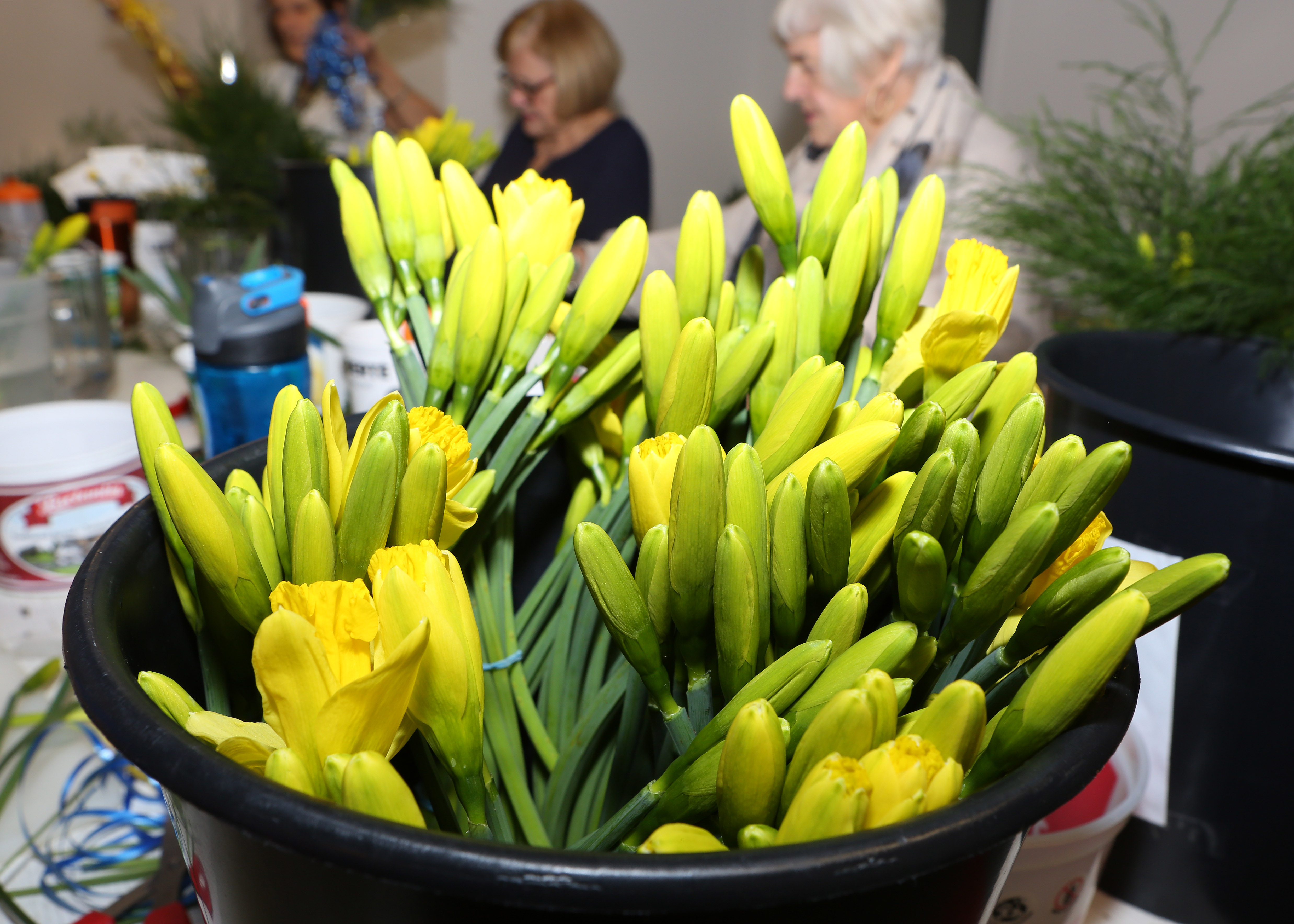 Revoilà les Journées de la jonquille