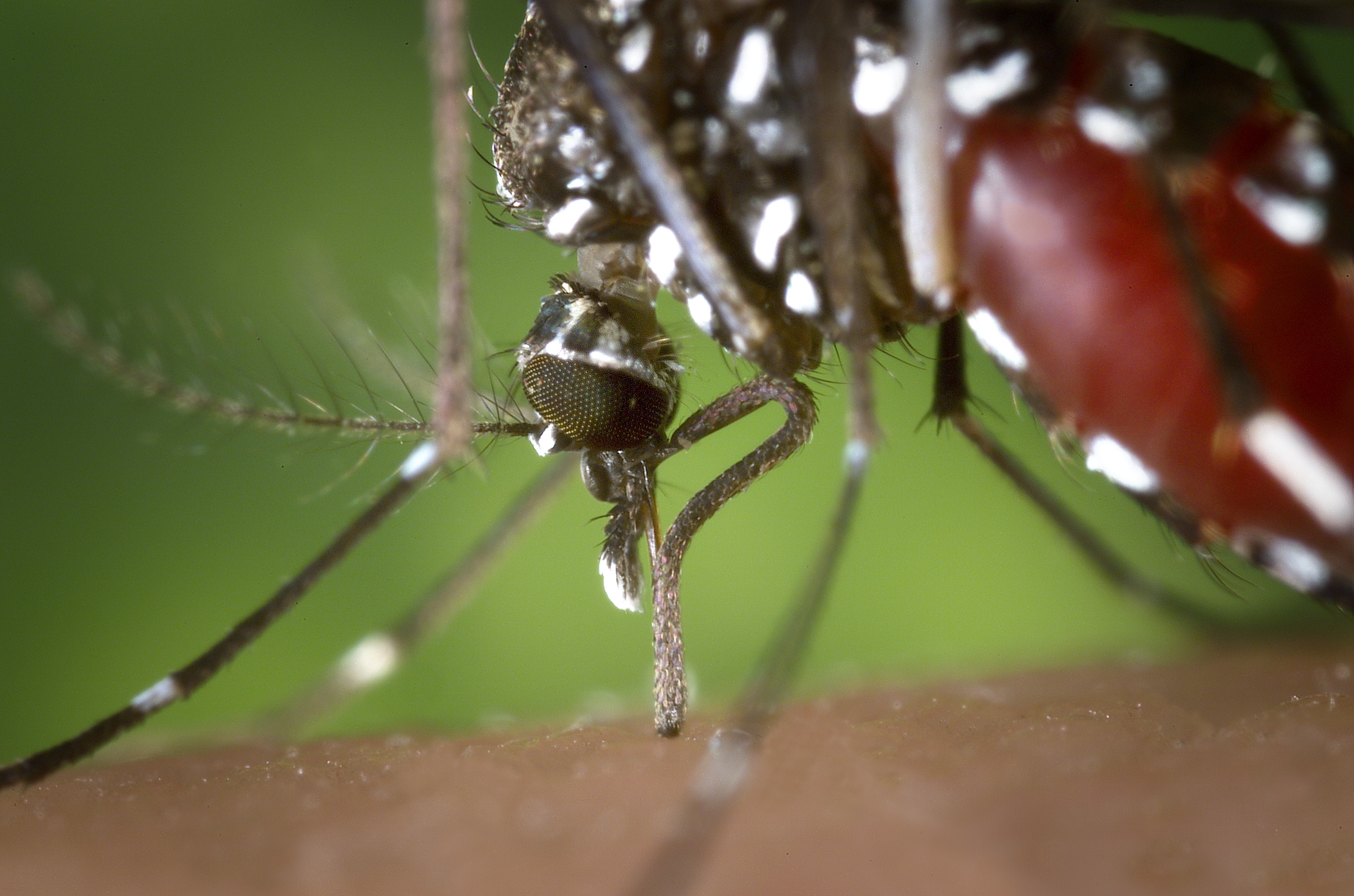 La Montérégie durement piquée par le virus du Nil occidental en 2018