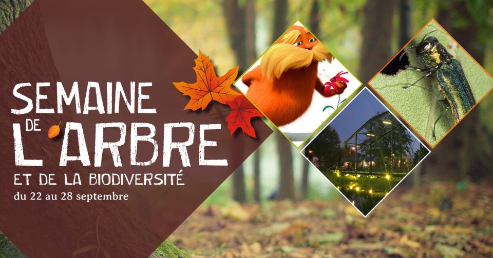Des activités pour souligner la Semaine de l’arbre et de la biodiversité