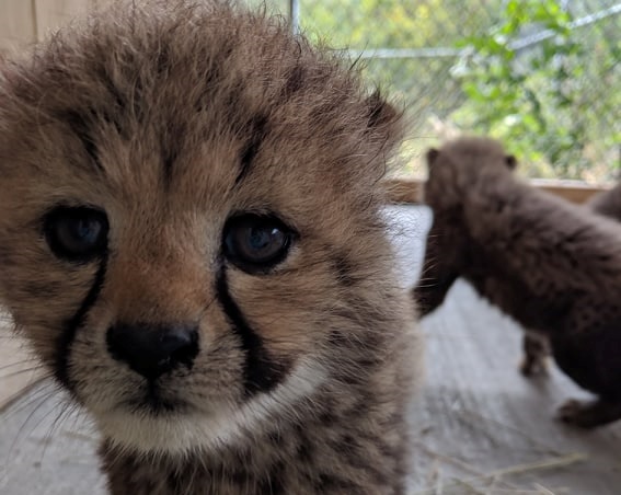 Image illustrant l'article: Le Parc Safari présente 4 guépardeaux au public