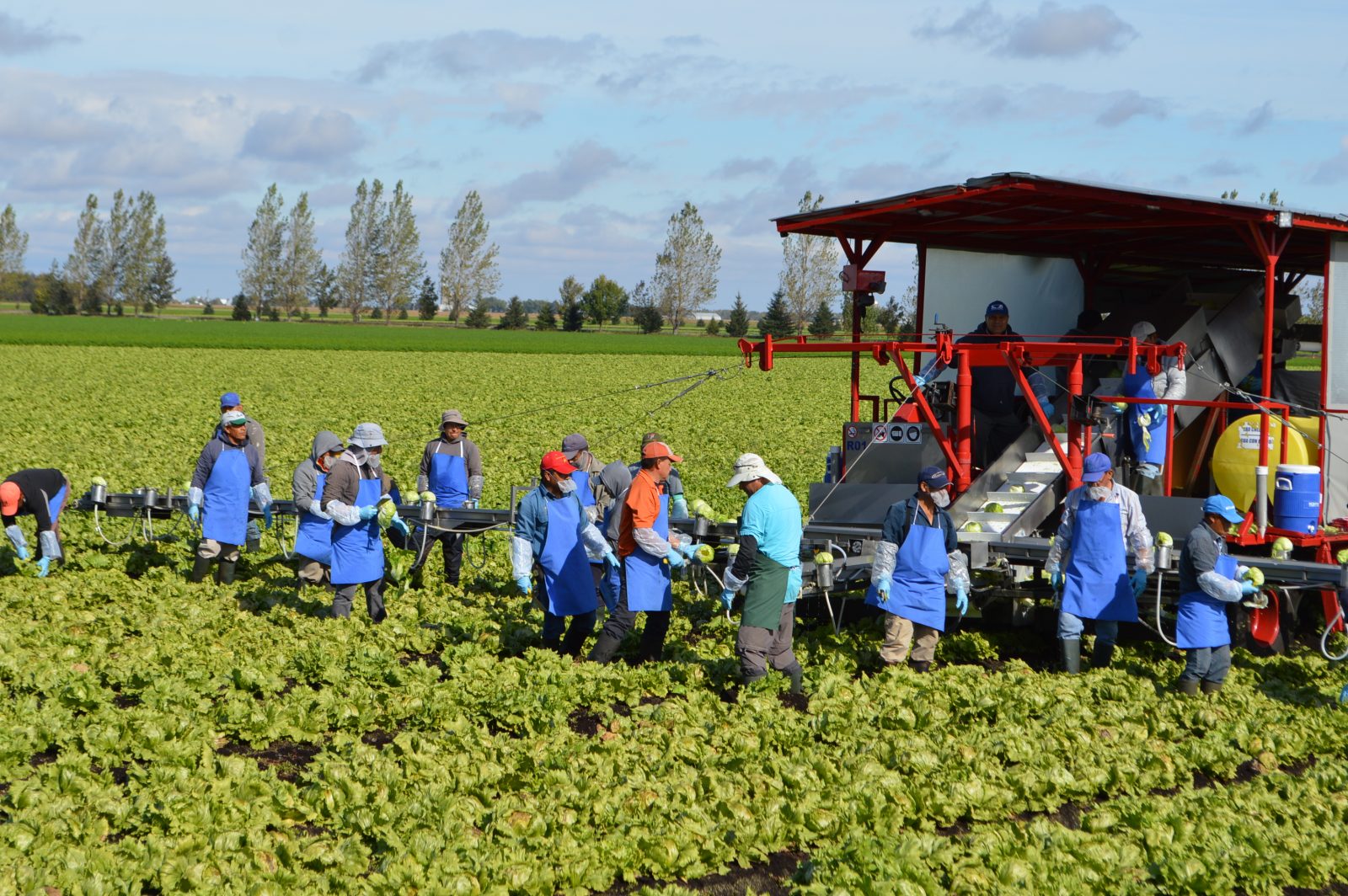 Image illustrant l'article: Hausse du salaire minimum: un fardeau de plus pour les producteurs maraîchers