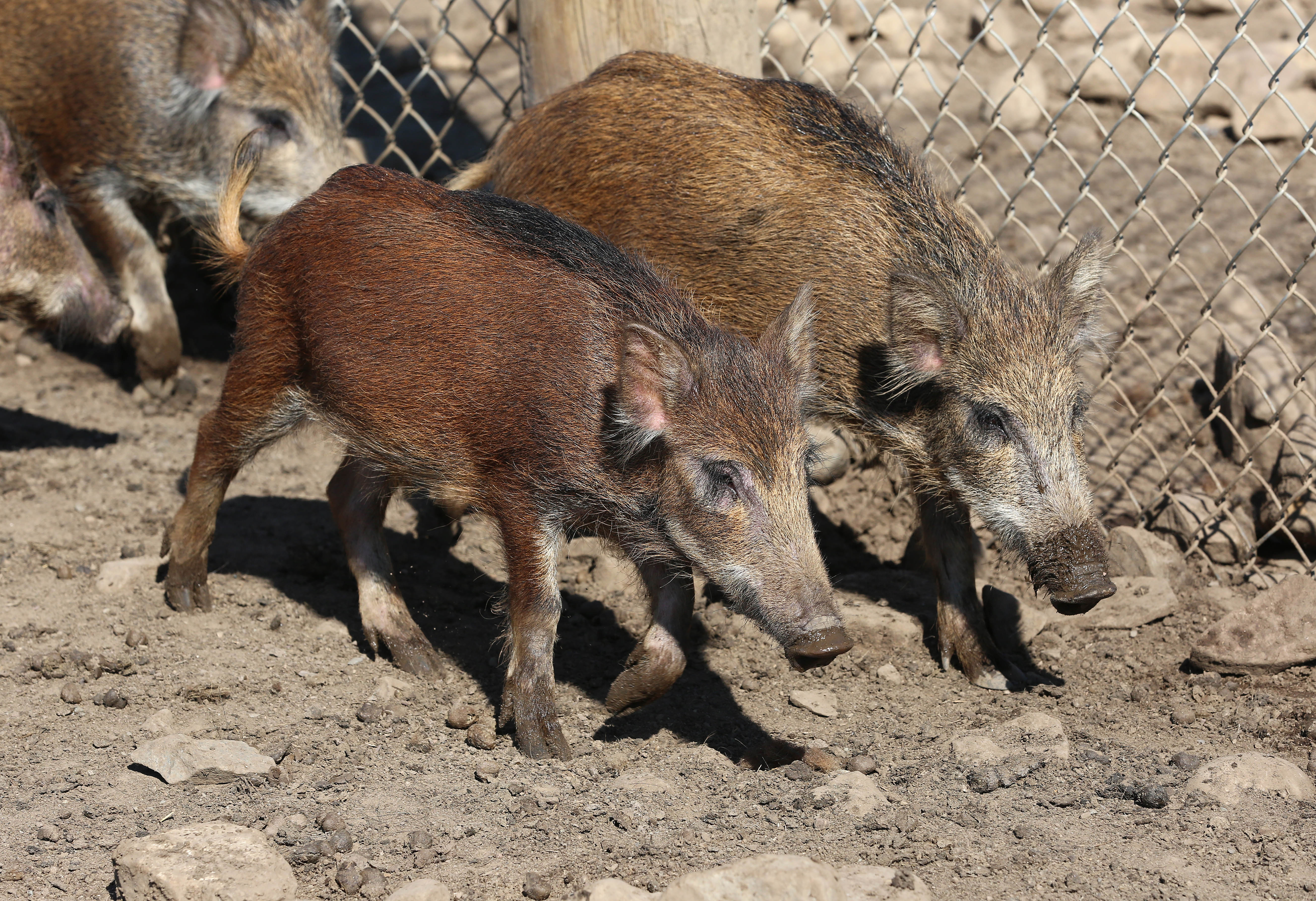 Bière et sanglier pour soutenir l’économie locale