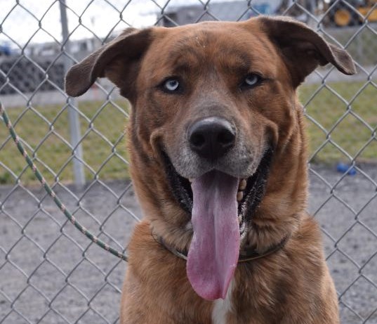 Adoption d’animaux de nouveau possible