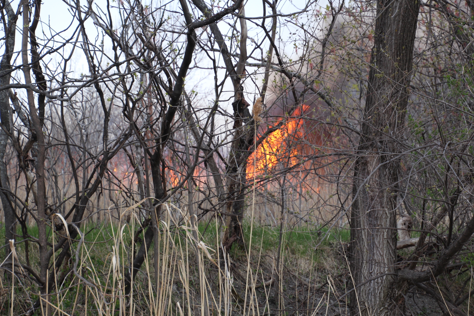 Feu de broussaille à Valleyfield
