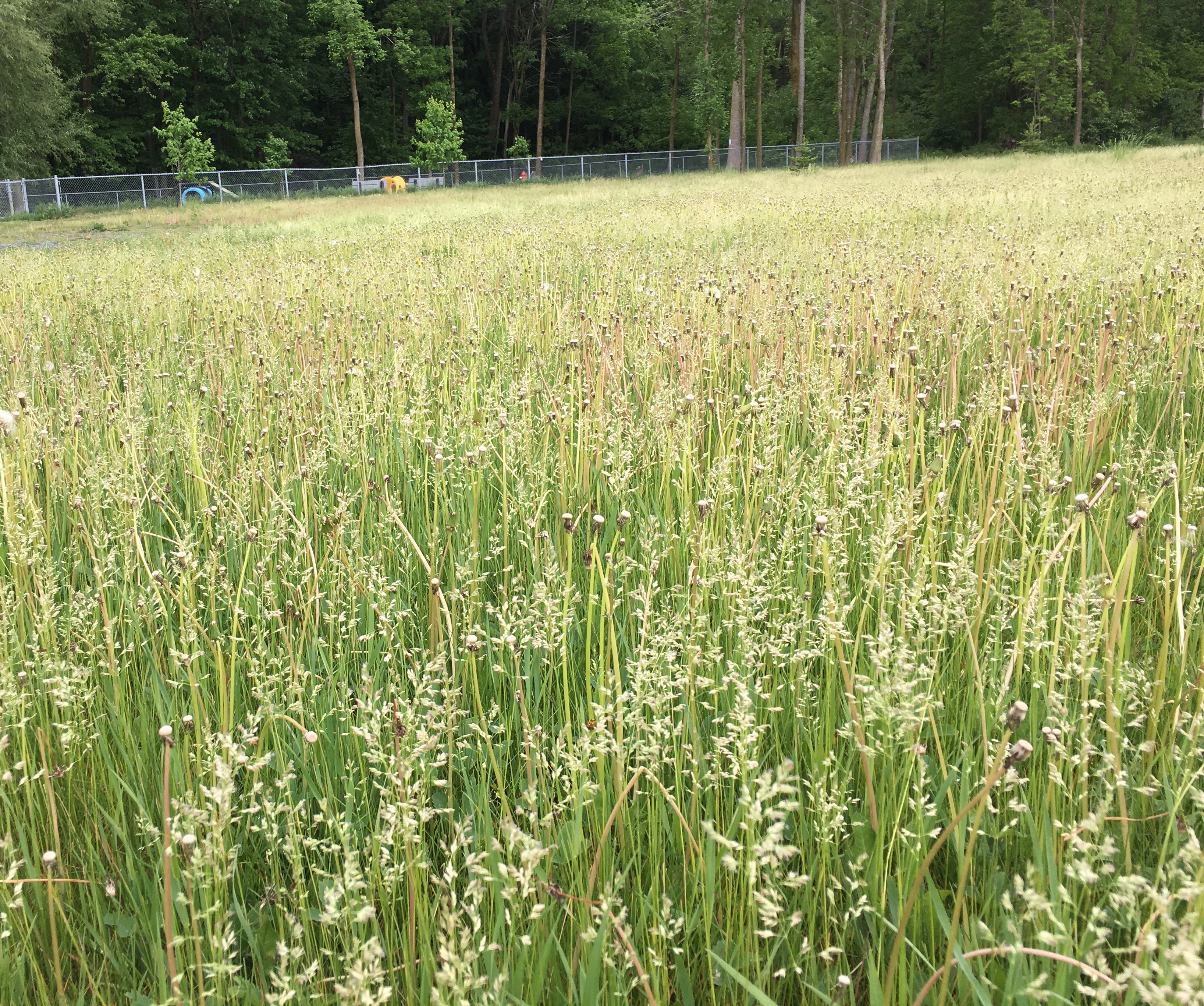 Nouvelle mesure écologique: Coteau-du-Lac tond moins souvent le gazon