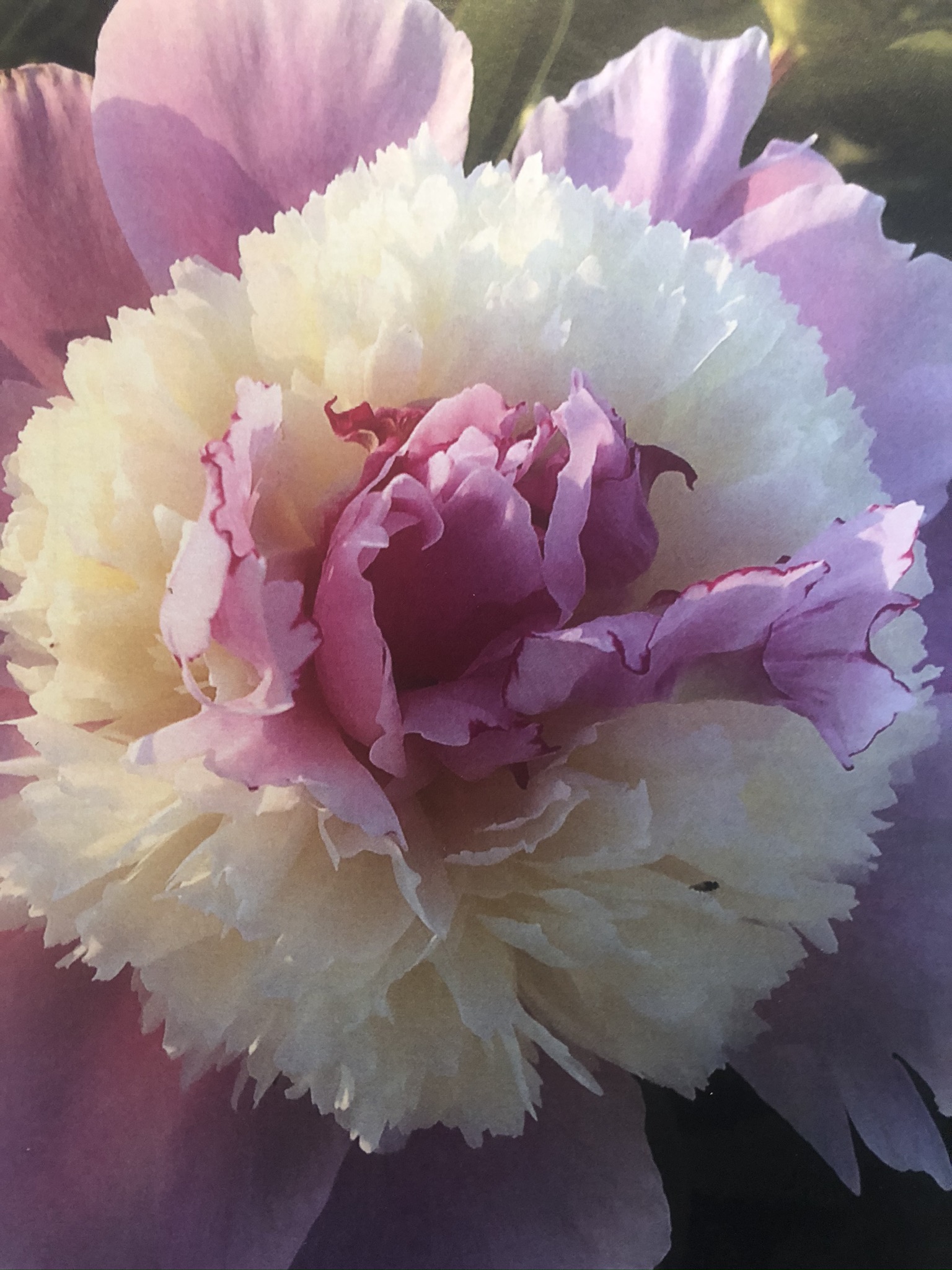 Image illustrant l'article: La pivoine Colonel Michel de Salaberry dévoilée