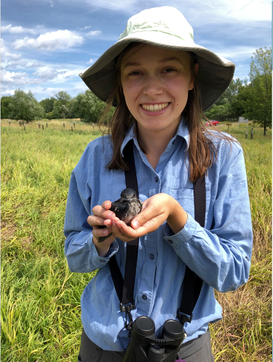 Pourquoi les oiseaux migrent