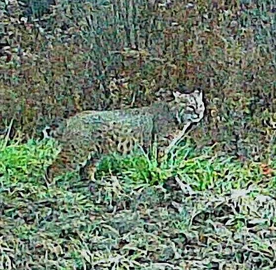 Des lynx observés dans le Haut-Saint-Laurent