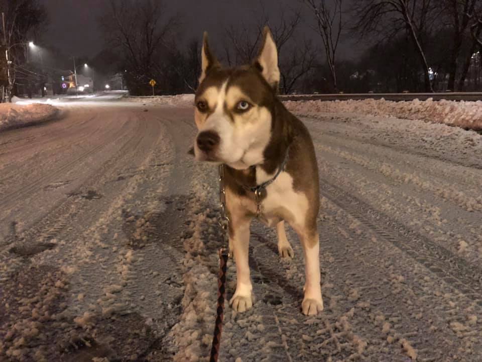 Un kilomètre à vol d’oiseau pour le chien c’est ok