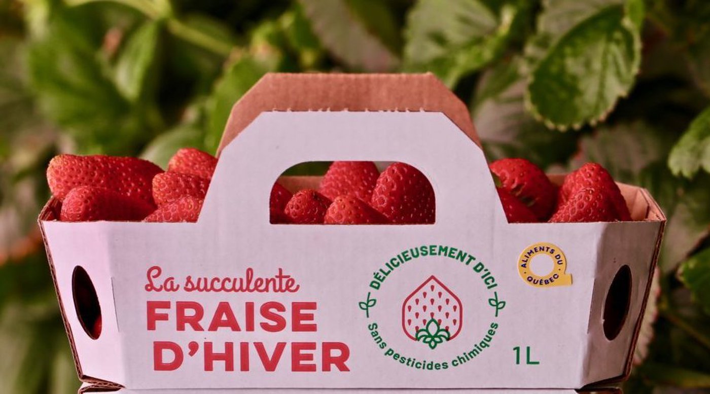 Des fraises d’hiver prochainement fabriquées dans la région ?