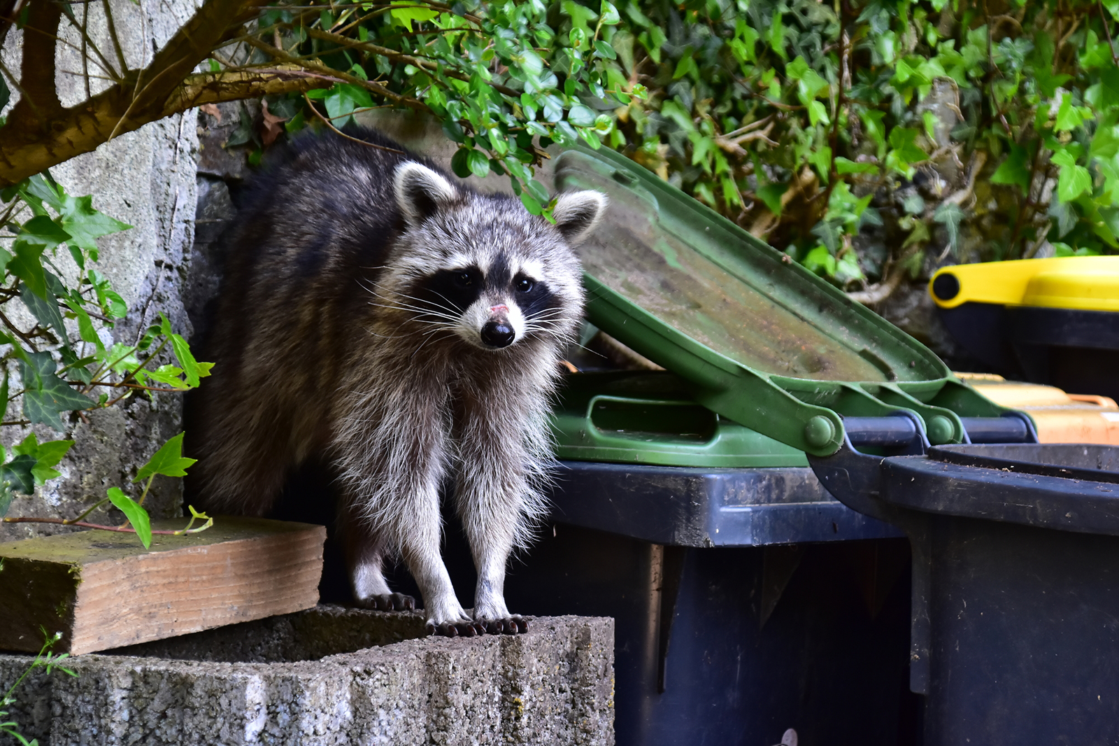 Quels sont les différents moyens pour l’extermination des ratons laveurs ?