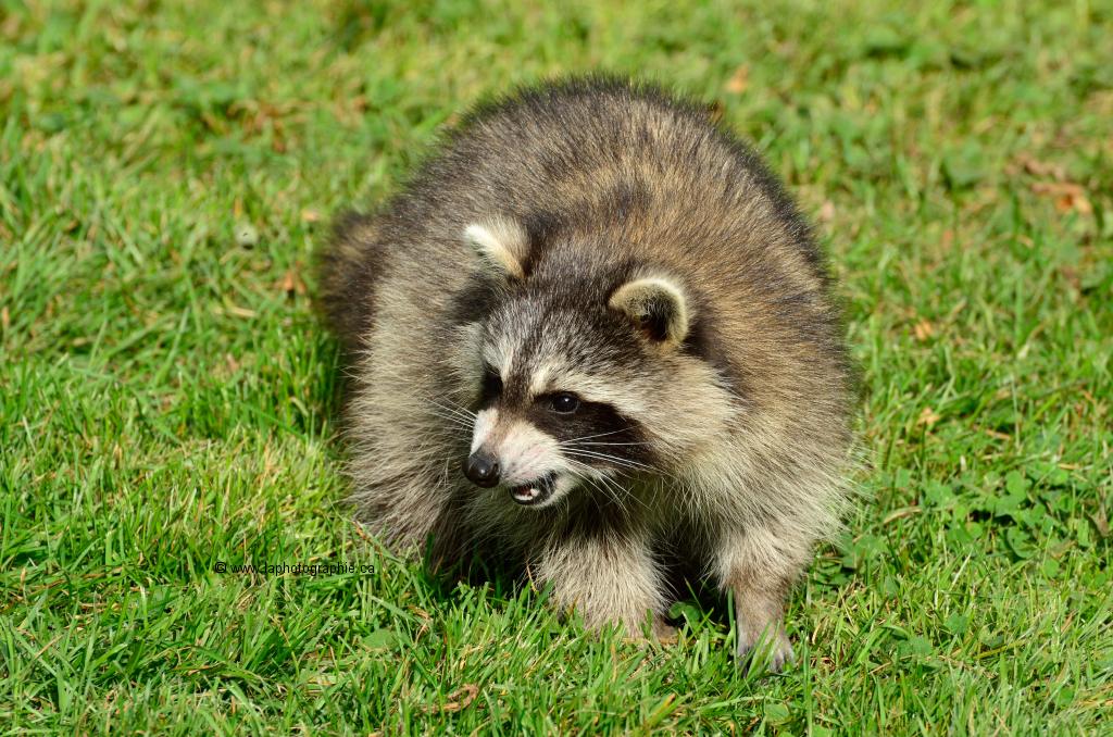 Pour signaler un animal sauvage agressif, blessé ou mort