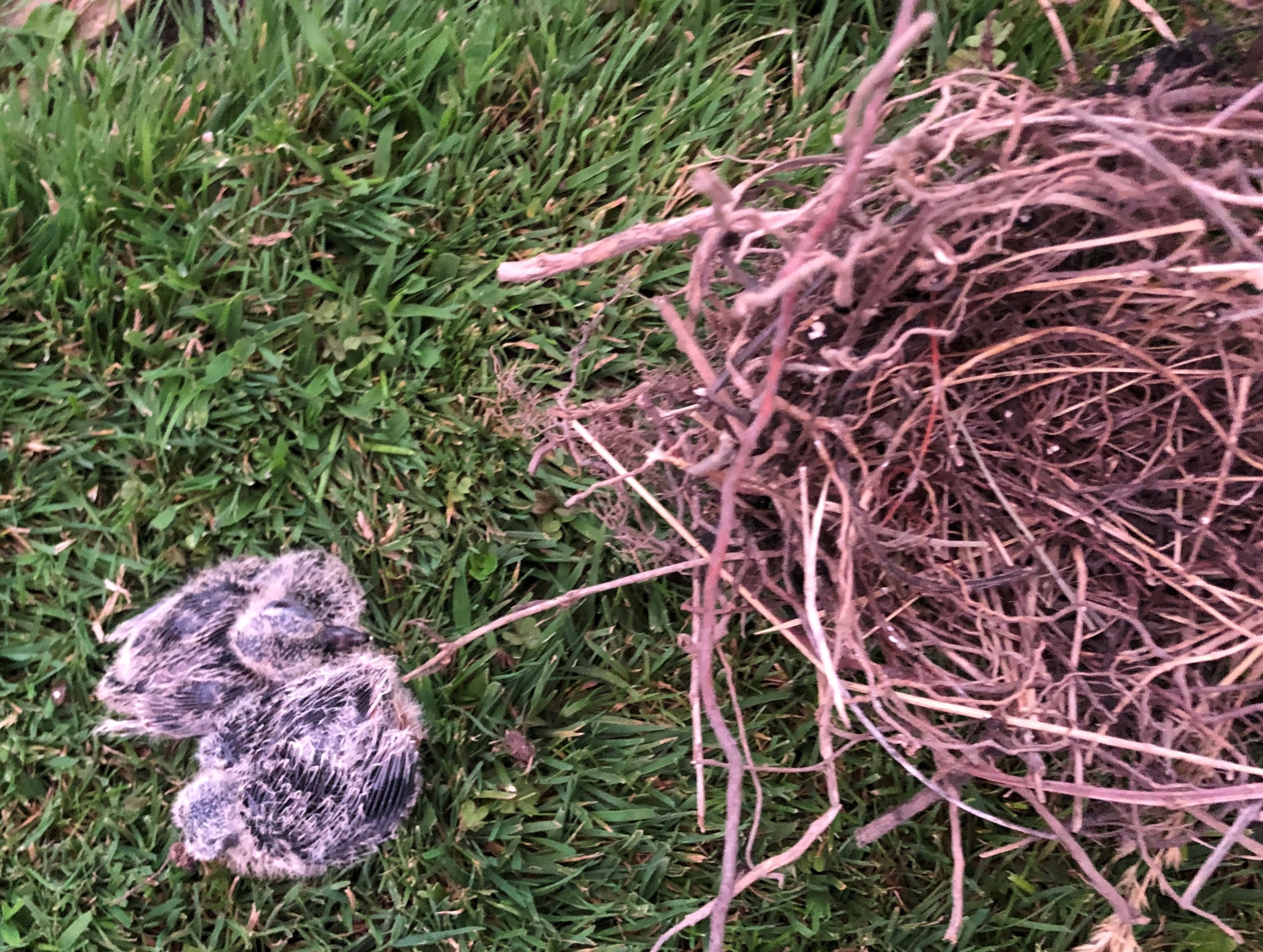 Image illustrant l'article