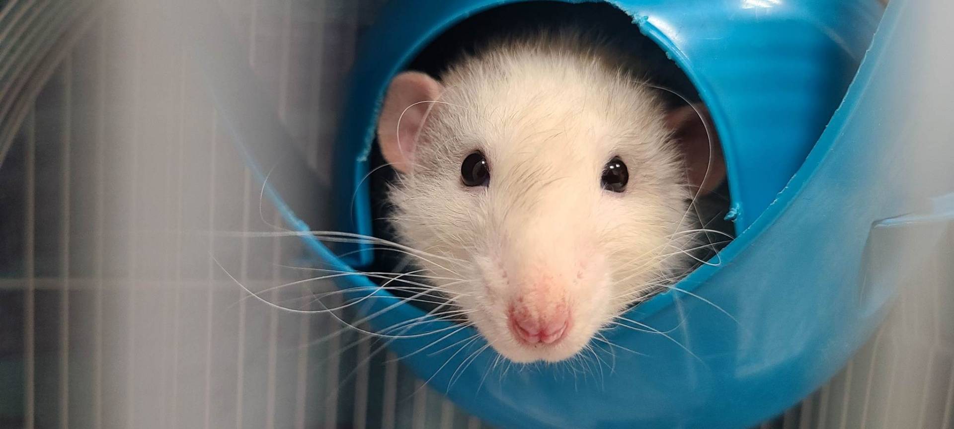 Faites des économies sur le web grâce à ses comparateurs en ligne