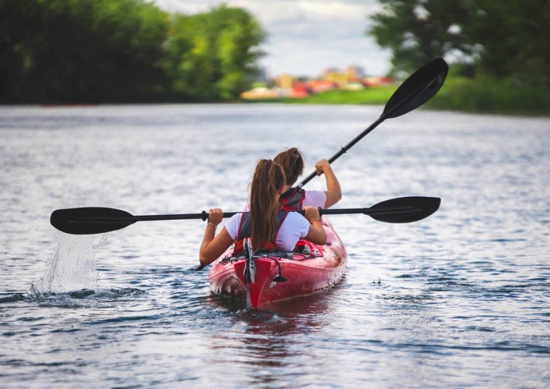 Une commande à l&rsquo;auto pour oiseau
