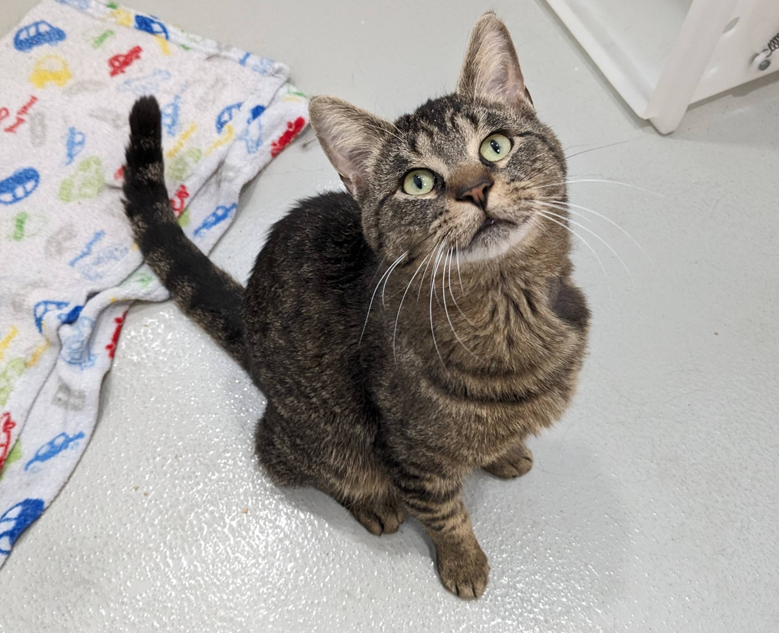 Comment distraire votre chien pour lui couper les ongles