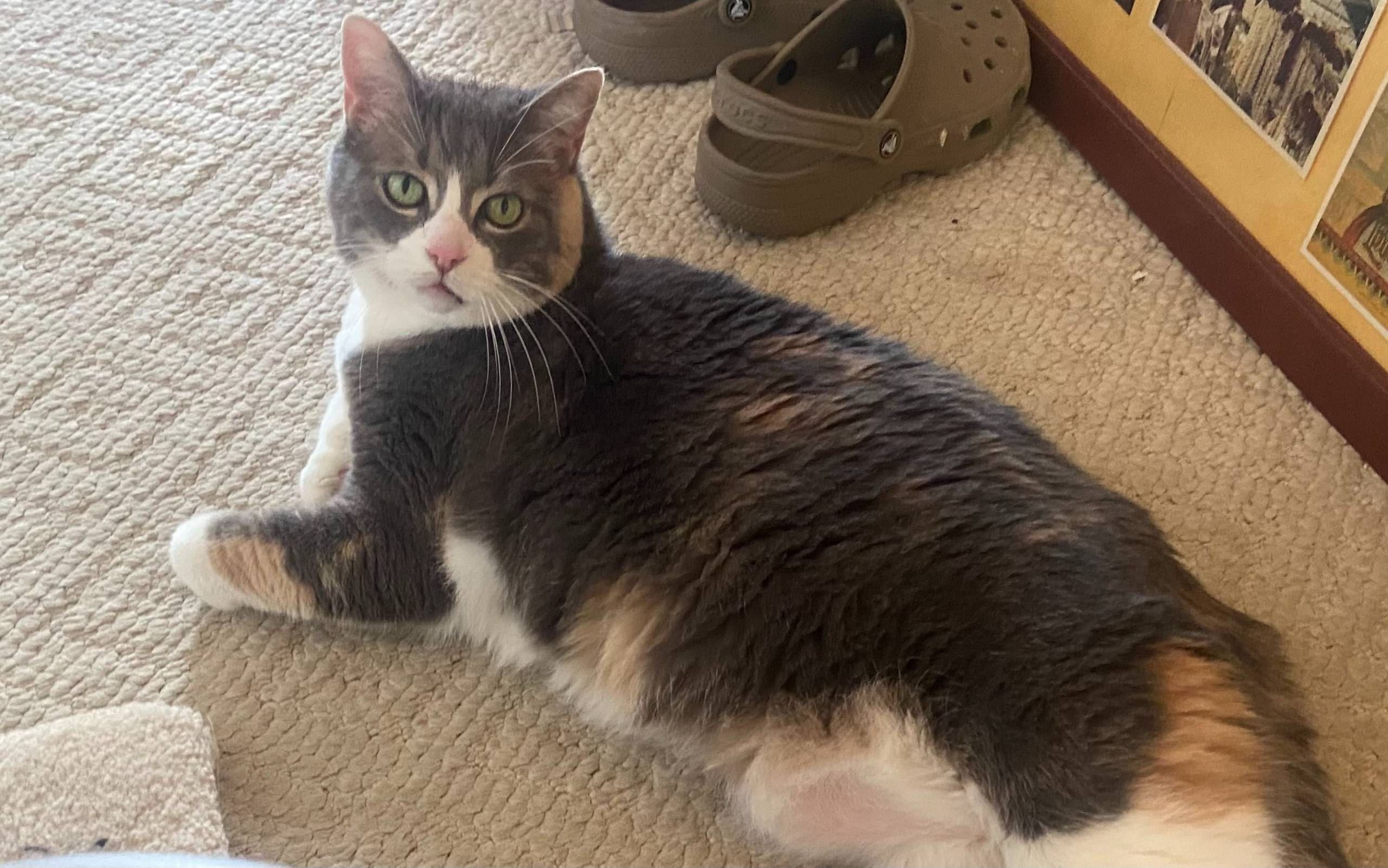 La Blacklist IMEI au Canada: Protégez-vous contre les cellulaires volés