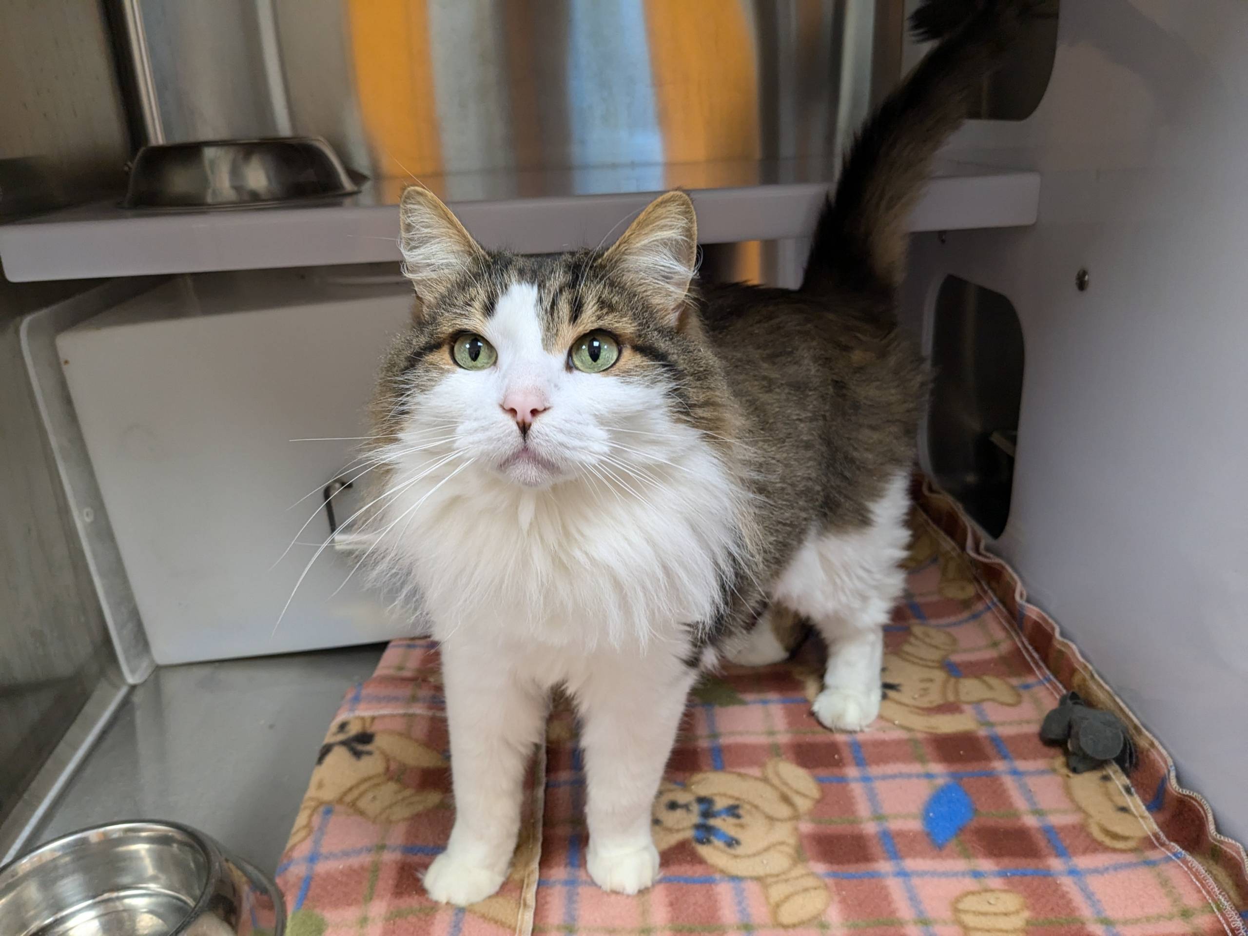 Mise à jour Pixel Drop: Les nouveautés qui attendent les téléphones de Google