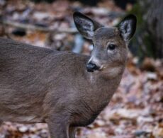 Les contrevenants s’exposent à de bonnes amendes