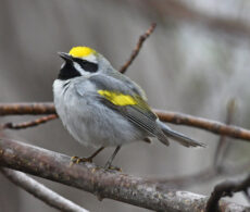Des mesures pour la survie d&rsquo;une espèce menacée