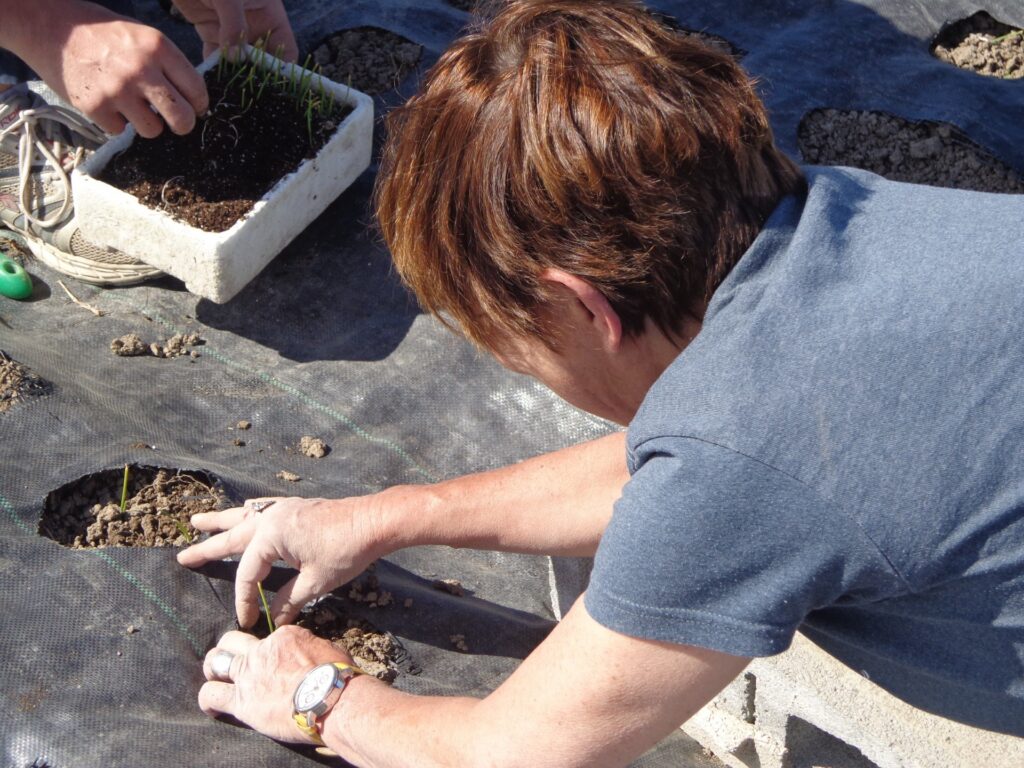 Des légumes en troc sur une ferme maraîchère