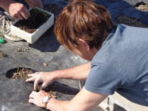 Des légumes en troc sur une ferme maraîchère