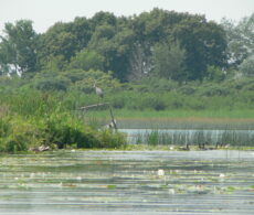 La biodiversité du fleuve comme inspiration artistique