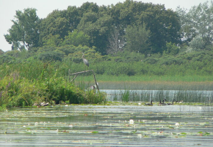La biodiversité du fleuve comme inspiration artistique
