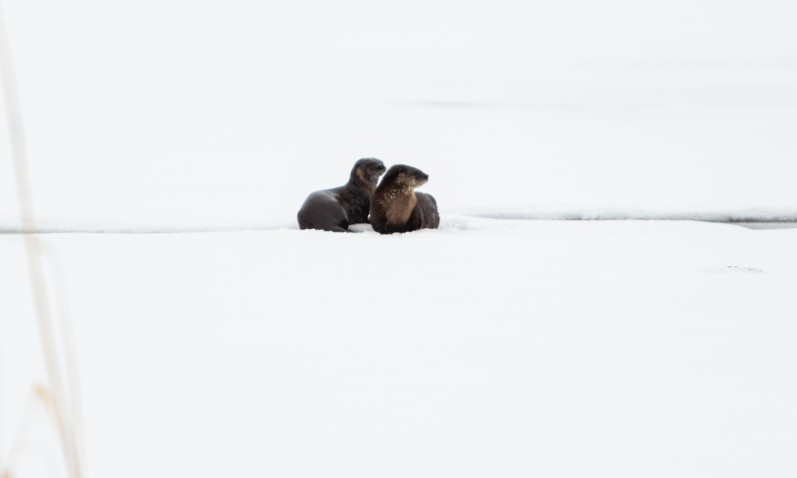 Des loutres aperçues sur la glace