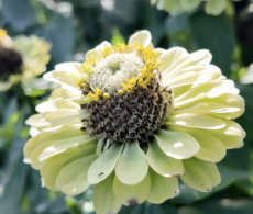 Quatre endroits où cueillir des fleurs cet été en Montérégie