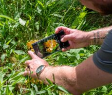 Grand BioBlitz : la curiosité pour contribuer à protéger la nature