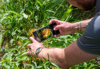 Grand BioBlitz : la curiosité pour contribuer à protéger la nature