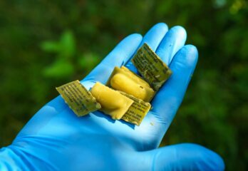 Rage du raton laveur : opération vaccination