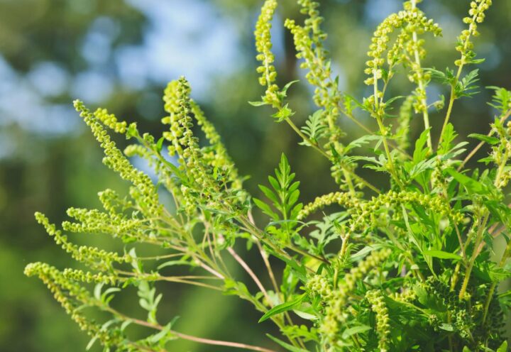 Vaudreuil-Dorion intensifie sa lutte contre l’herbe à poux